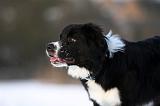 BORDER COLLIE 1165